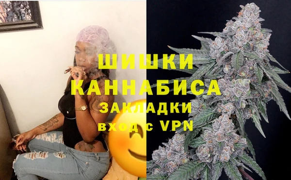 прущие грибы Сосновый Бор